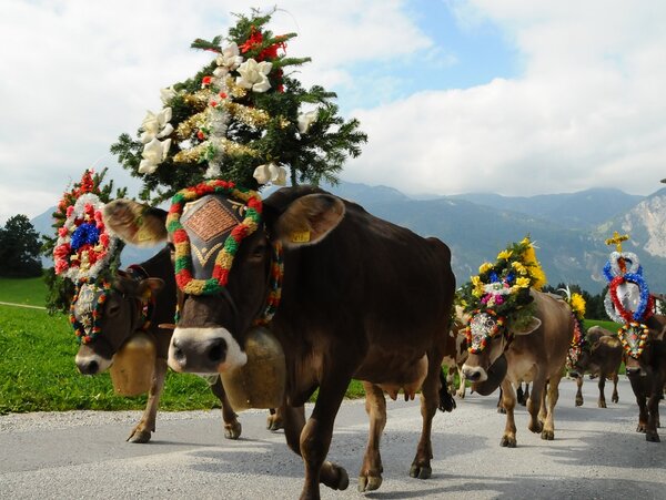 Almabtrieb - Reith im Alpbachtal