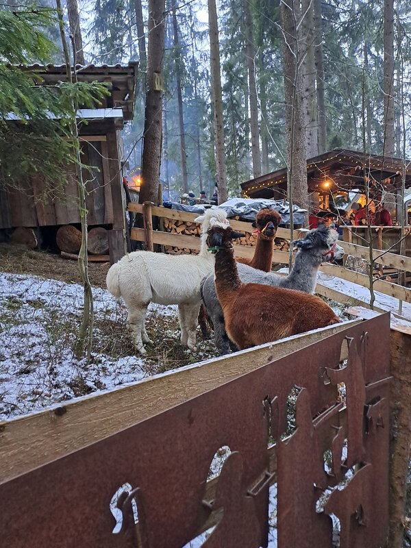 Waldweihnacht in Schweinhütt