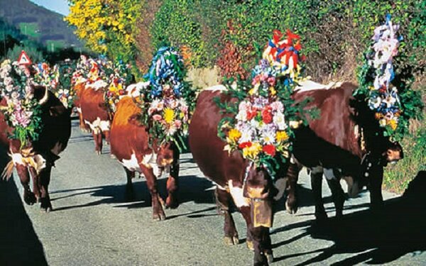 Almabtrieb - Söll am Wilden Kaiser
