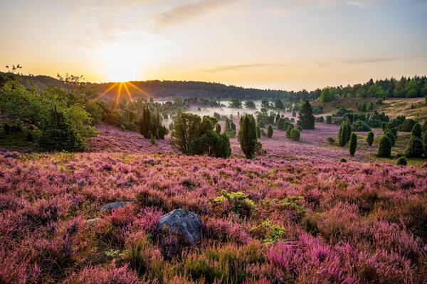 LÜNEBURGER HEIDE
