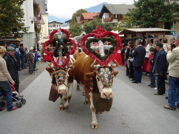 Almabtrieb - Zell am Ziller