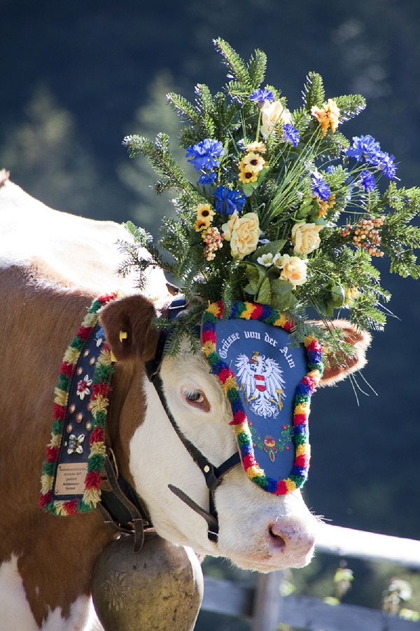 Almabtrieb - Filzmoos